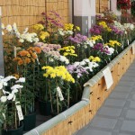 古典菊展-1