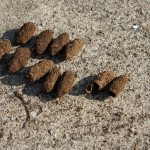 オオモモブト土繭